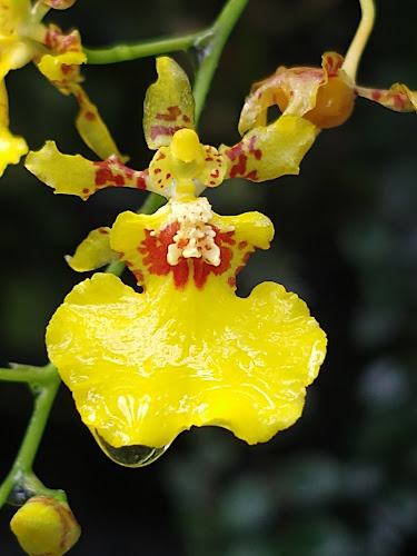 The Halia at Singapore Botanic Gardens - Hospitality and gastronomy