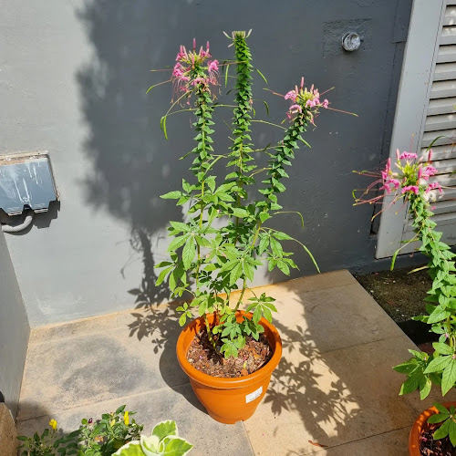 Blk 106 Yishun Ring Rd, #01-161, Singapore 760106