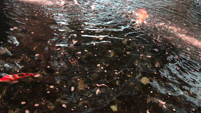 Opinii despre KOI Thé @ Changi Airport T3 Public în Singapore - Hospitality and gastronomy