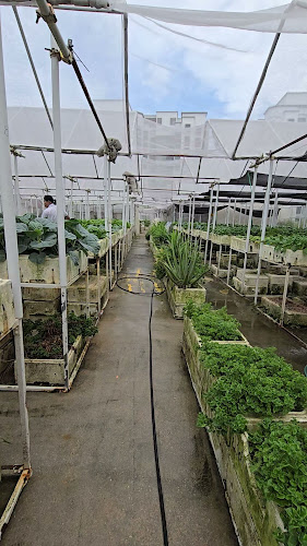 Opinii despre Ah Gong Farm Vegetable în Singapore - Hospitality and gastronomy