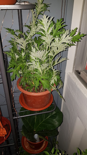 Comentarii opinii despre Ban Nee Chen Retail @ Chong Pang