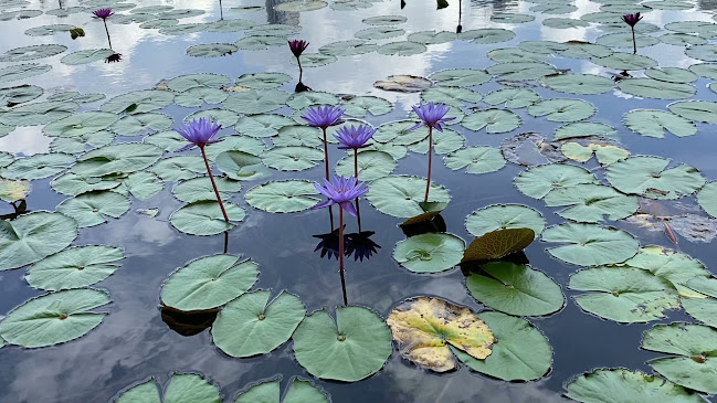 Opinii despre Miracle Coffee în Singapore - Hospitality and gastronomy