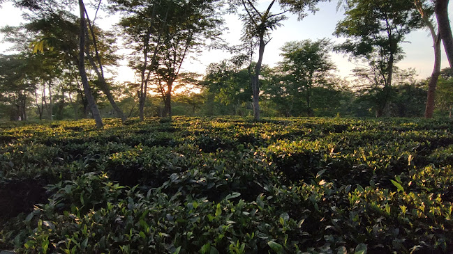 Opinii despre Haflong Tea în Singapore - Hospitality and gastronomy