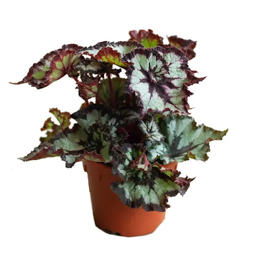 Ban Nee Chen Retail @ Chong Pang - Singapore