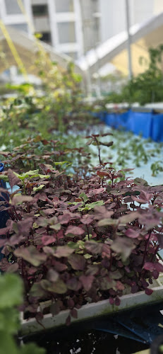 Ah Gong Farm Vegetable - Singapore