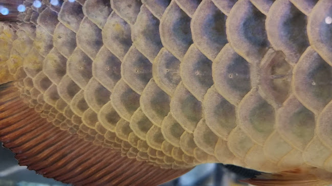 33 Sembawang Eating House - Singapore