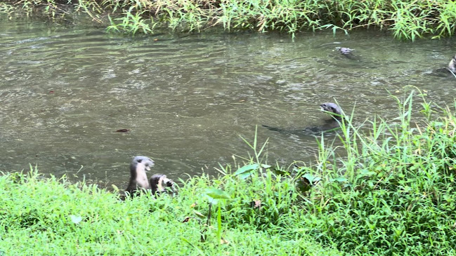 Opinii despre Burp Kitchen & Bar (Bishan Park) în Singapore - Hospitality and gastronomy