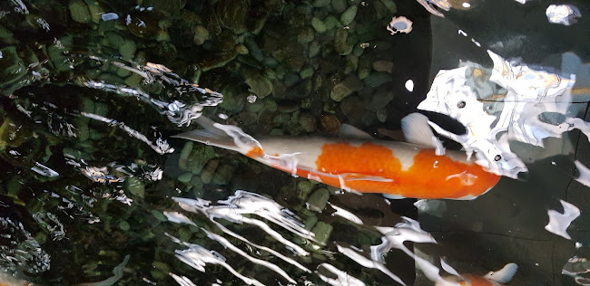 KOI Thé @ Changi Airport T3 Public - Hospitality and gastronomy