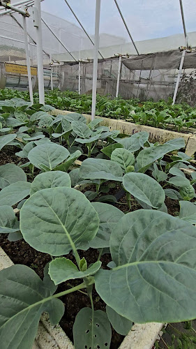 Ah Gong Farm Vegetable