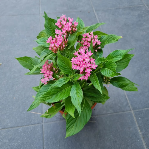 Ban Nee Chen Retail @ Chong Pang - Hospitality and gastronomy