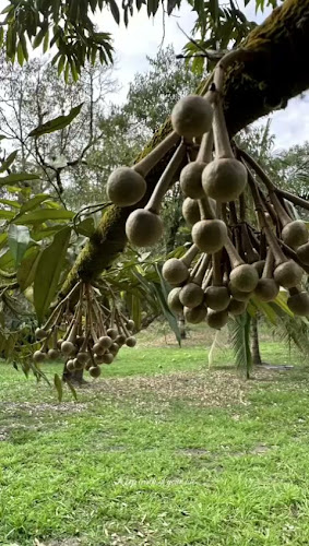 Opinii despre Blackgold Musang King Gelato | HB Classic în Singapore - Hospitality and gastronomy