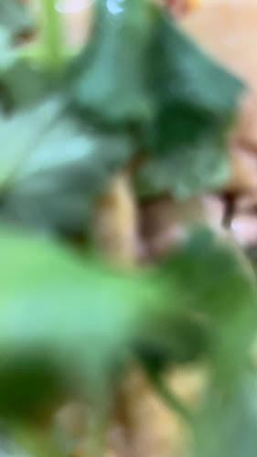 Comentarii opinii despre Chicken House