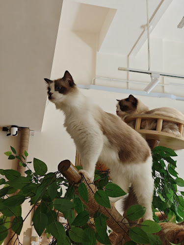 Comentarii opinii despre CATEA