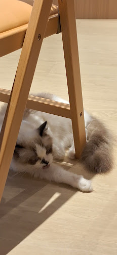 Opinii despre CATEA în Singapore - Hospitality and gastronomy