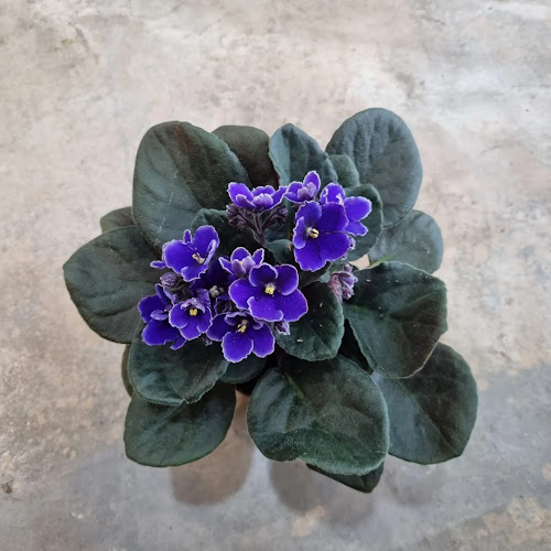 Ban Nee Chen Retail @ Chong Pang - Singapore