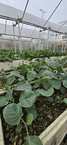 Comentarii opinii despre Ah Gong Farm Vegetable