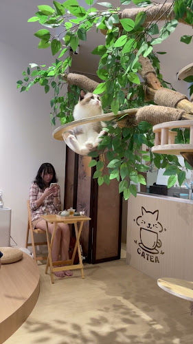 Comentarii opinii despre CATEA