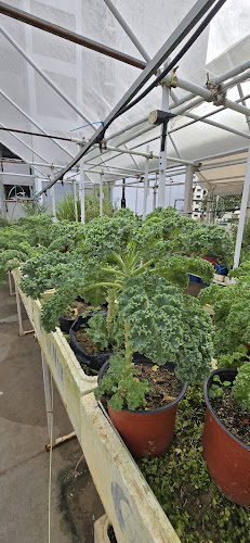 Ah Gong Farm Vegetable