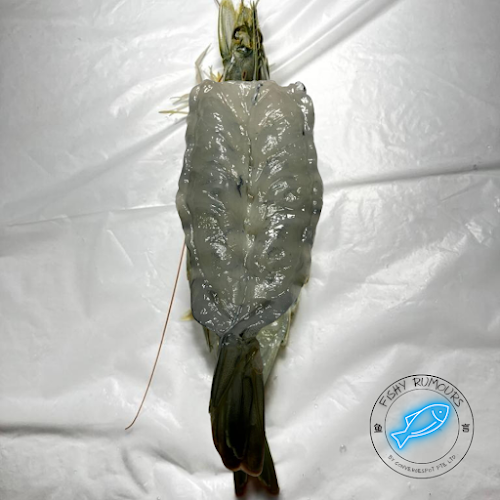 Fishy Rumours - Hospitality and gastronomy