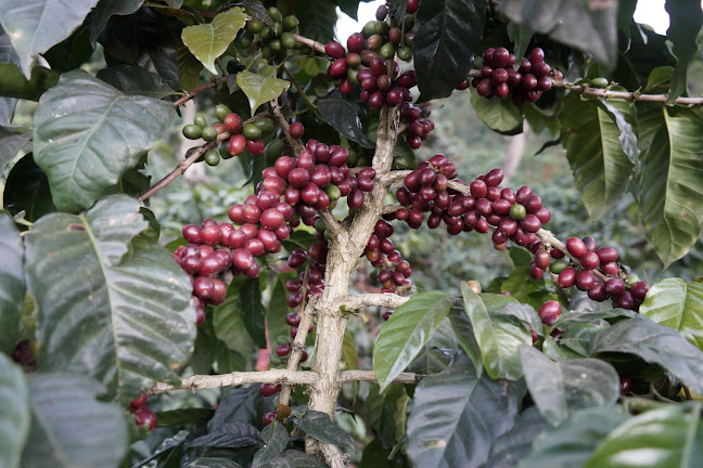 The Annex (within Chye Seng Huat Hardware) - Singapore