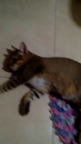 Comentarii opinii despre Bukit Batok Street 11 Food