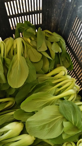 Ong Wee Chorng Vegetable