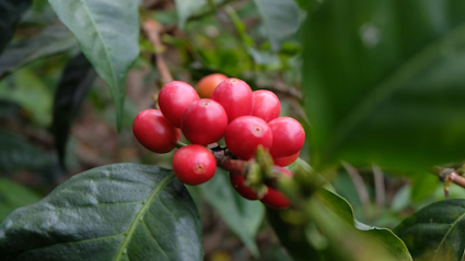 20grams Coffee Roastery