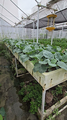 Ah Gong Farm Vegetable - Singapore