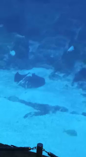 Opinii despre Plank Sourdough Pizza - Eng Kong Park în Singapore - Hospitality and gastronomy