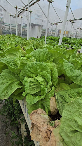 Ah Gong Farm Vegetable - Hospitality and gastronomy