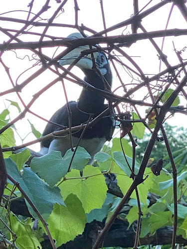 Le Chasseur - Singapore