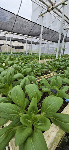 Ah Gong Farm Vegetable - Hospitality and gastronomy