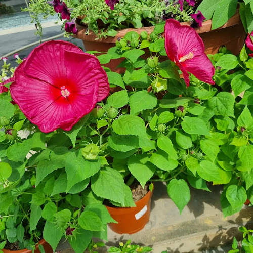 Opinii despre Ban Nee Chen Retail @ Chong Pang în Singapore - Hospitality and gastronomy