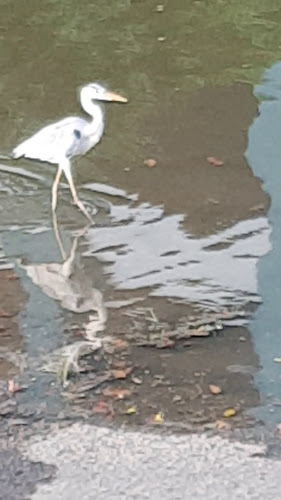 Comentarii opinii despre Simpang Bedok