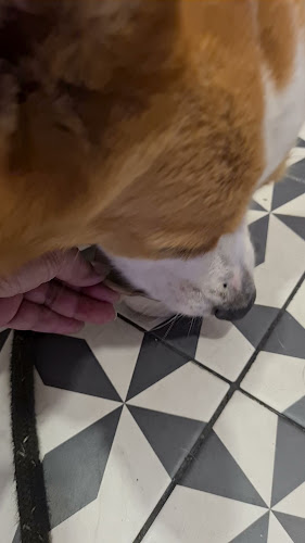 Comentarii opinii despre Creamier Handcrafted Ice Cream and Coffee (East Coast)