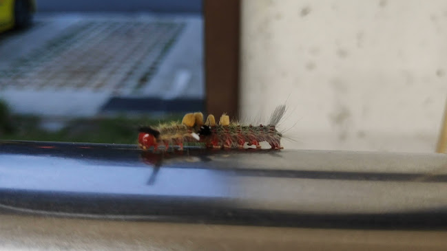 AMK 443 Eating House 宏茂桥 443