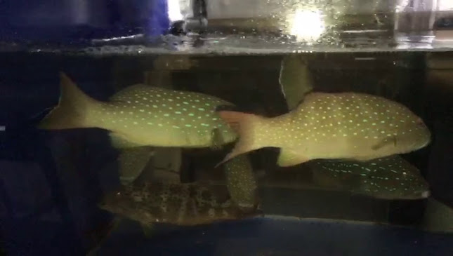 Xin Lai Lai Seafood Restaurant - Singapore