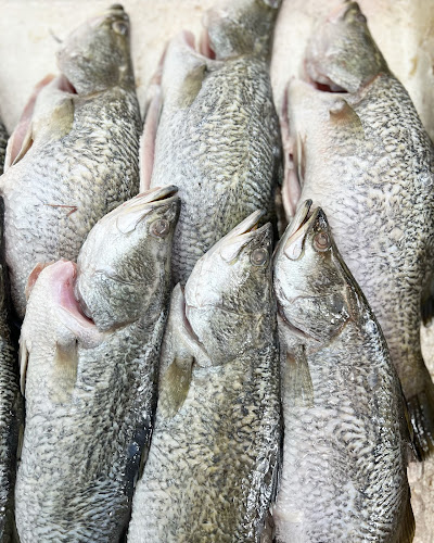 Comentarii opinii despre Panjangikan