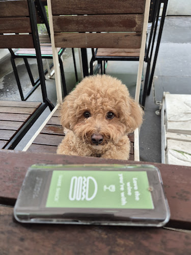 Shake Shack - Singapore