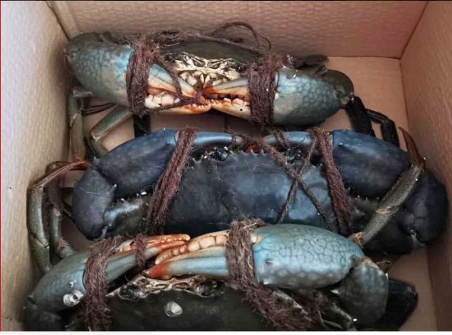 Comentarii opinii despre YYF CRABS