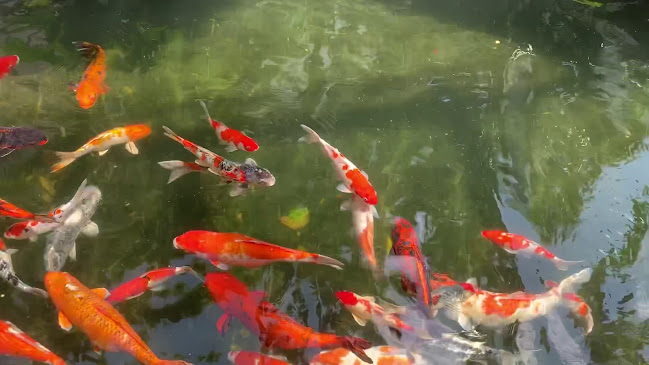 Opinii despre The Lawn Cafe (Dog-Friendly!) în Singapore - Hospitality and gastronomy